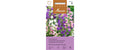 Glockenblume grossblumige Mischung Campanula medium