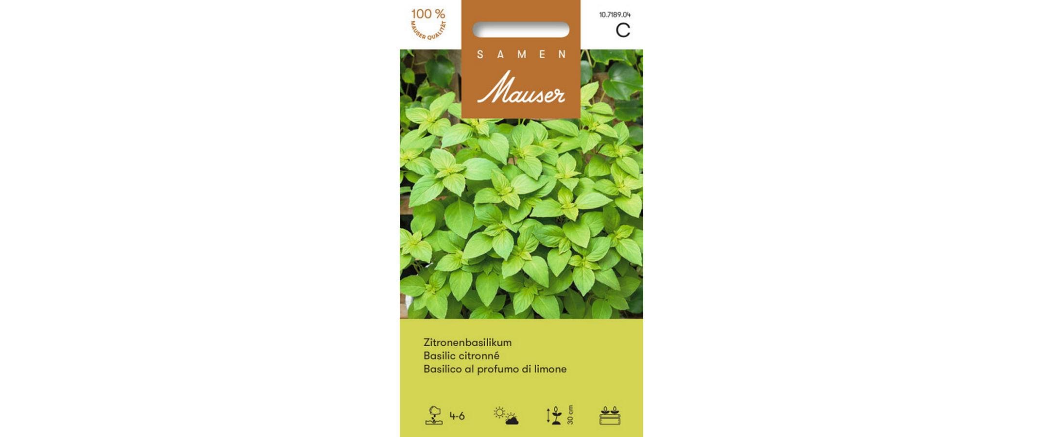 ZitronenBasilikum Ocimum basilicum