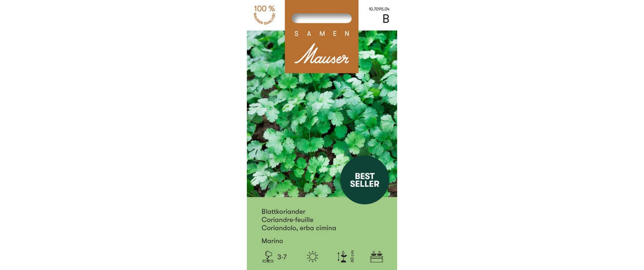 Blattkoriander Marino Coriandrum sativum