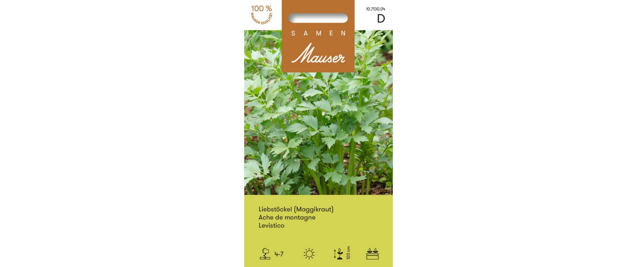Liebstöckel Levisticum officinale