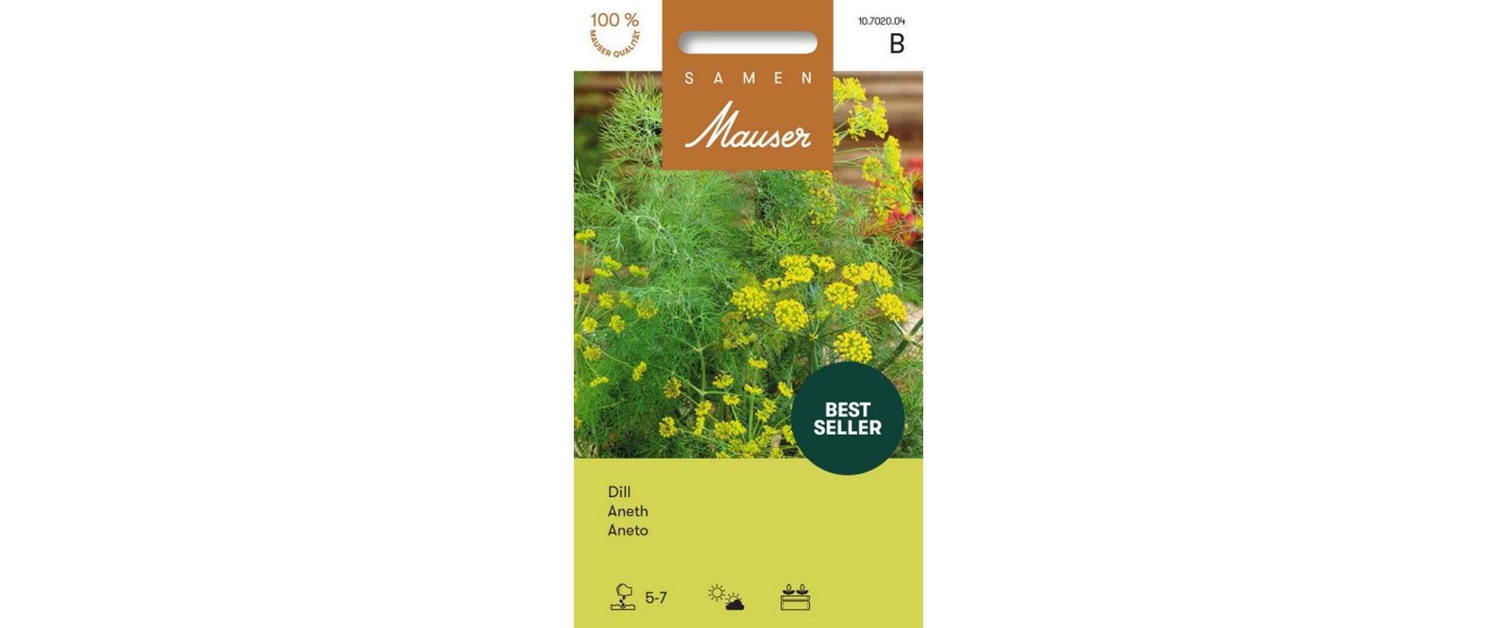 Dill Anethum graveolens