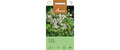 Koriander Coriandrum sativum