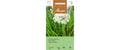 Schnittknoblauch Allium tuberosum