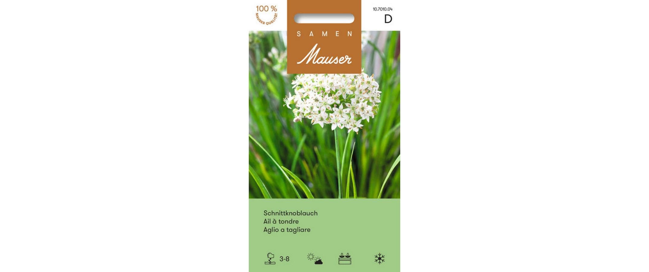 Schnittknoblauch Allium tuberosum