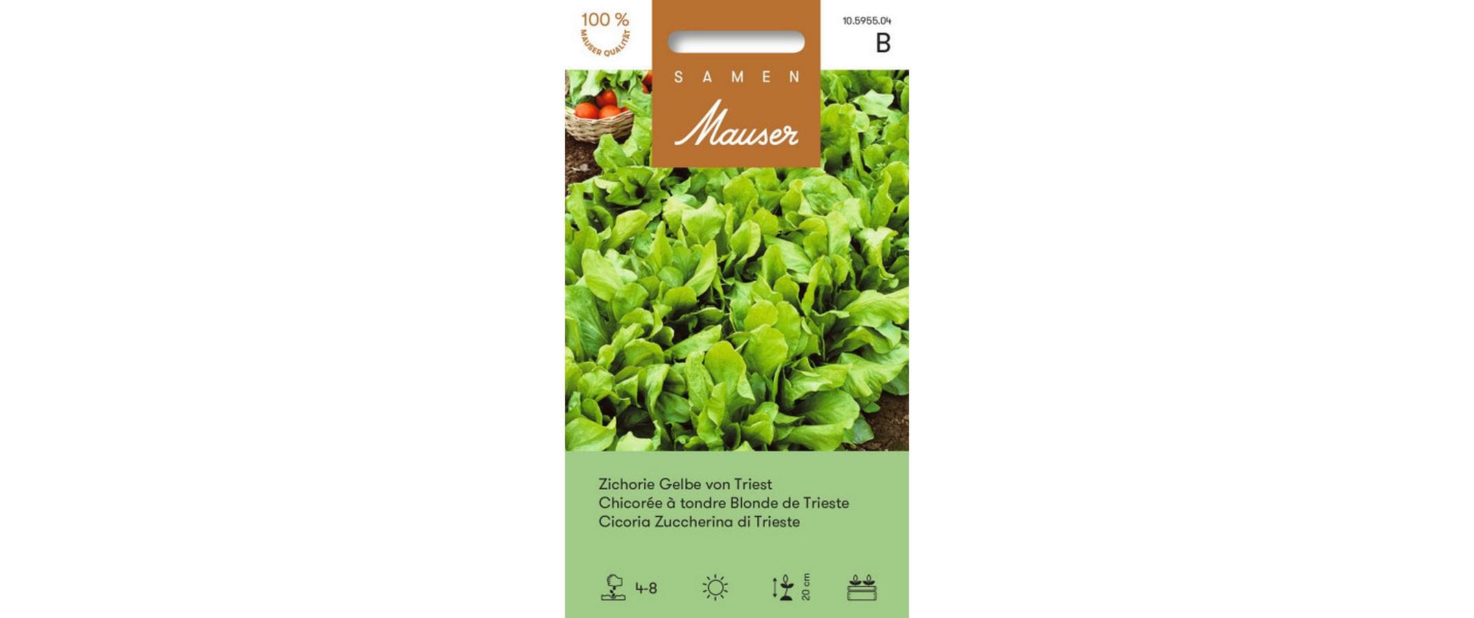 Zichorie Gelbe von Triest Cichorium intybus