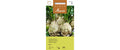 Knollensellerie Mars Apium graveolens