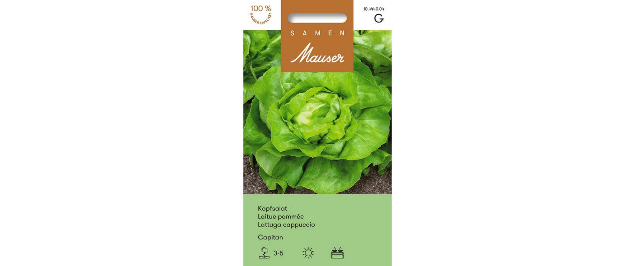Kopfsalat Capitan Lactuca sativa var. Capitata