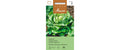 Kopfsalat Attraktion Lactuca sativa var. Capitata