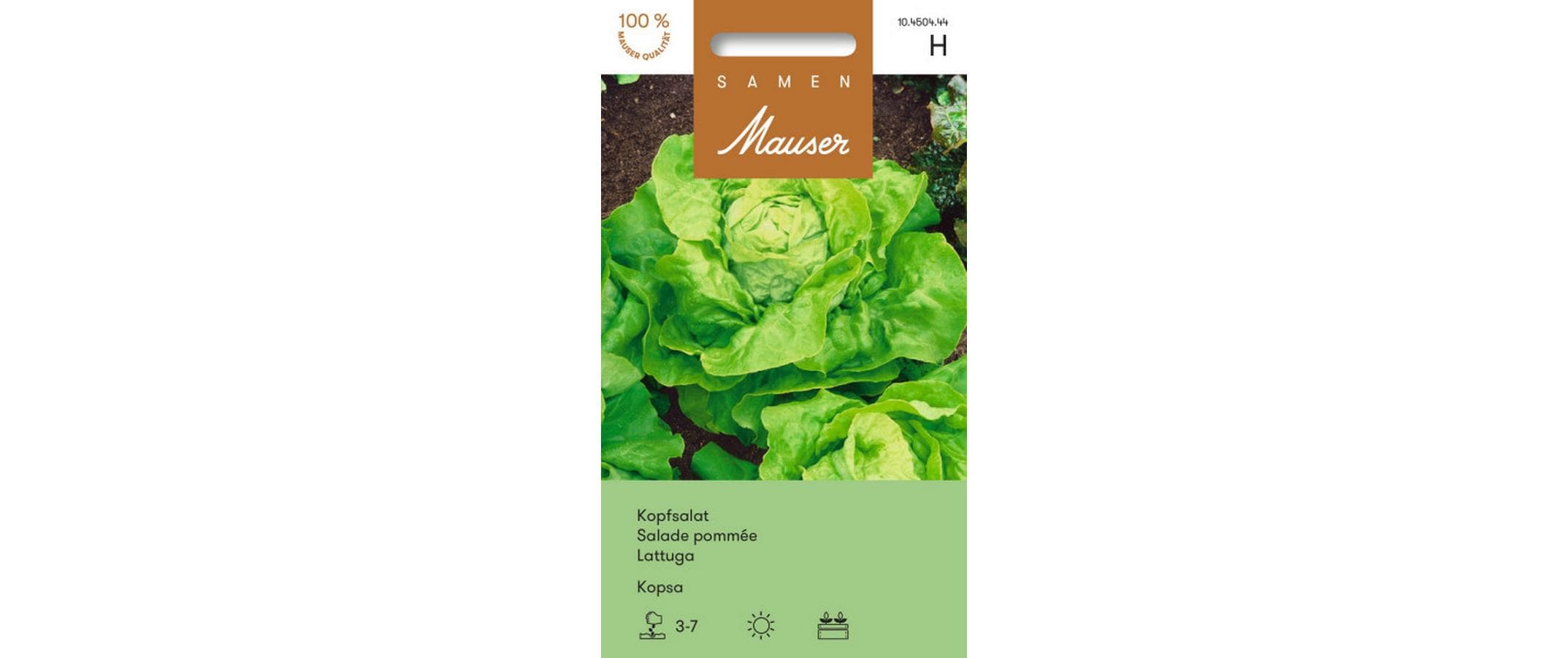 Kopfsalat Kopsa Lactuca sativa var. Capitata