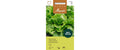 Bataviasalat Leny Lactuca sativa