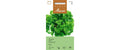 Petersilie Para Petroselinum crispum