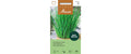Schnittlauch feiner Allium schoenoprasum