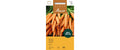 Karotte Cara Daucus carota