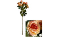 Chalet Blumenstängel Spray Rose 48x20cm lachs