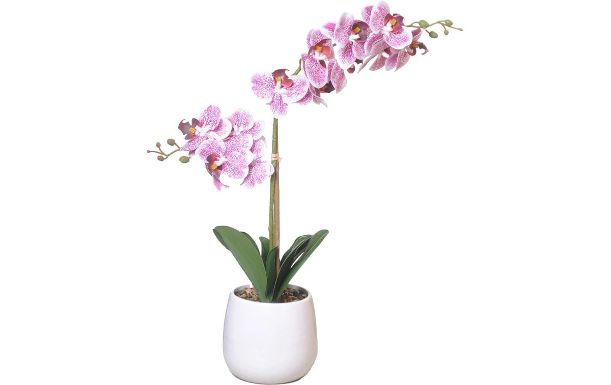 Chalet Orchidee im Topf 56cm 56cm weiss rosa