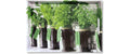 Kesper Serviertablett Herbs Grösse: 50 x 35 x 4,5 cm