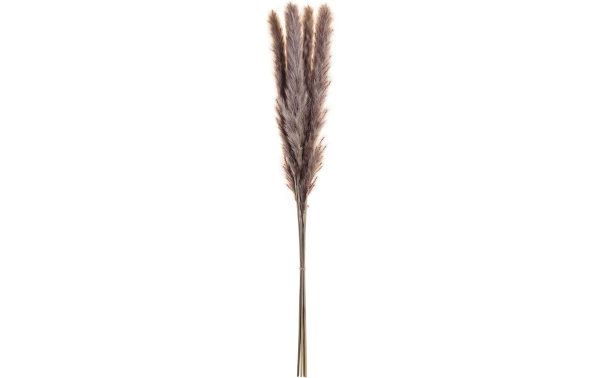 Eglo Trockenblume GUIPOS Farbe: Natur