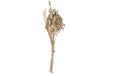 Eglo Trockenblume CARAQUET Farbe: Natur