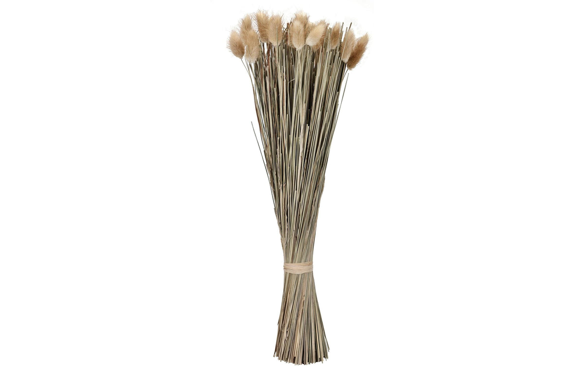 Eglo Trockenblume CARAQUET Farbe: Natur
