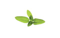 Click and Grow Sage Nachfüllpackung 3er Set