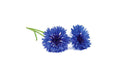 Click and Grow Cornflower Nachfüllpackung 3er Set