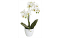 Botanic-Haus Phalenopsis Topf, 2 Rispen 40 cm, H: 9 cm, D: 10 cm, Polyester