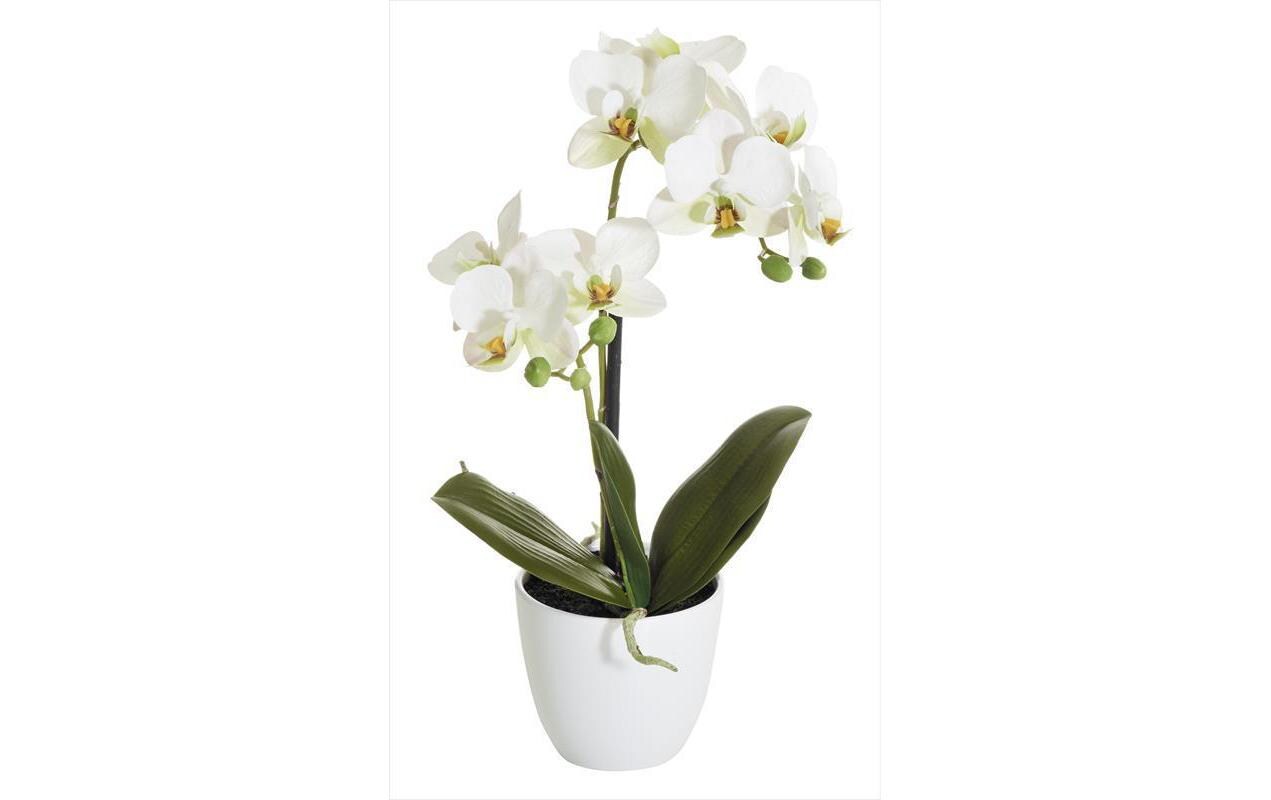 Botanic-Haus Phalenopsis Topf, 2 Rispen 40 cm, H: 9 cm, D: 10 cm, Polyester