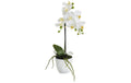 Botanic-Haus Phalenopsis Topf, 1 Rispe 38 cm, H: 9 cm, D: 10 cm, Polyester