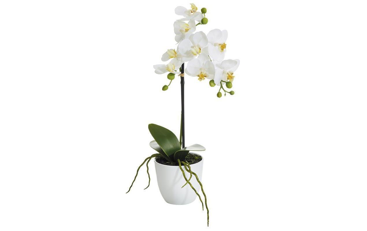 Botanic-Haus Phalenopsis Topf, 1 Rispe 38 cm, H: 9 cm, D: 10 cm, Polyester