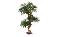 Botanic-Haus Bonsai Shirakashi, 80 cm H:80xD:50 cm,Sockel 10x10 cm, Holz & PES