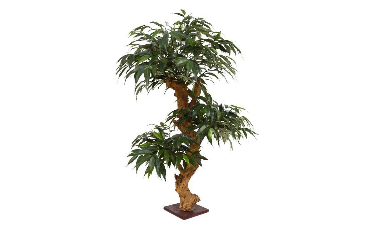 Botanic-Haus Bonsai Shirakashi, 80 cm H:80xD:50 cm,Sockel 10x10 cm, Holz & PES