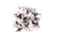 Glorex Deco-Federn 10g schwarz weiss
