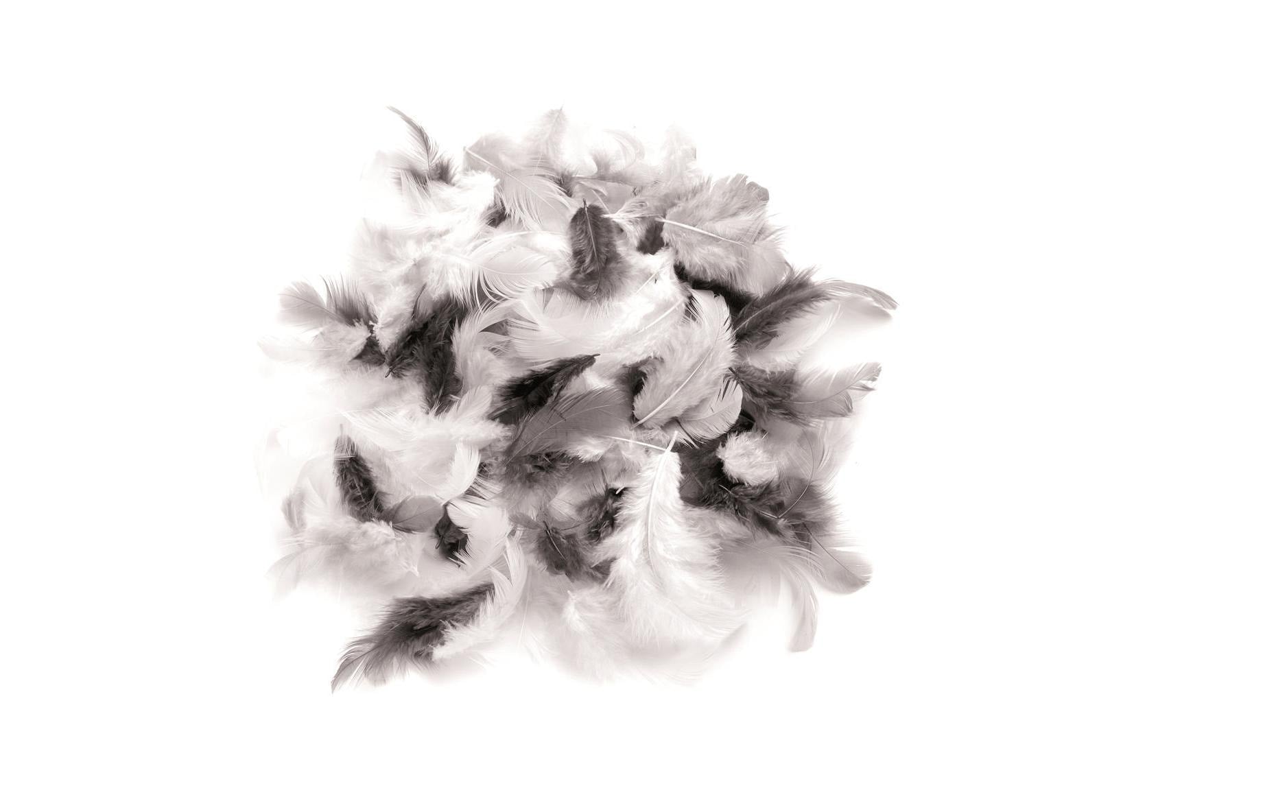 Glorex Deco-Federn 10g schwarz weiss