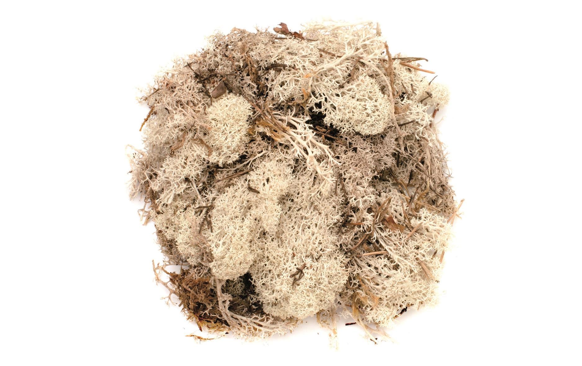 Glorex Islandmoos 50g natur