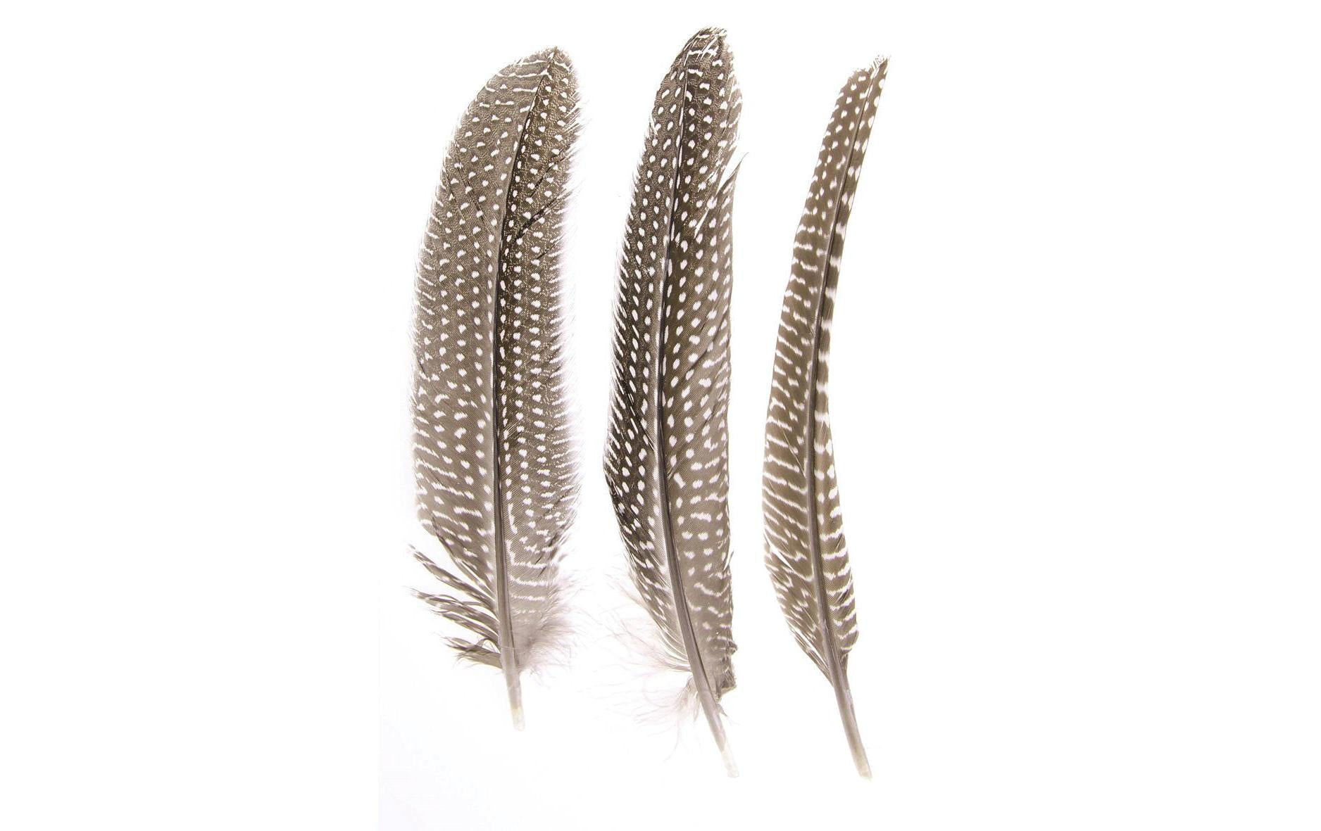 Glorex Federn Perlhuhn 16 - 18 cm, ca. 15 Stück