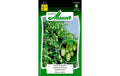 Samen Mauser Echter Brauhopfen 10 Korn Humulus lupulus