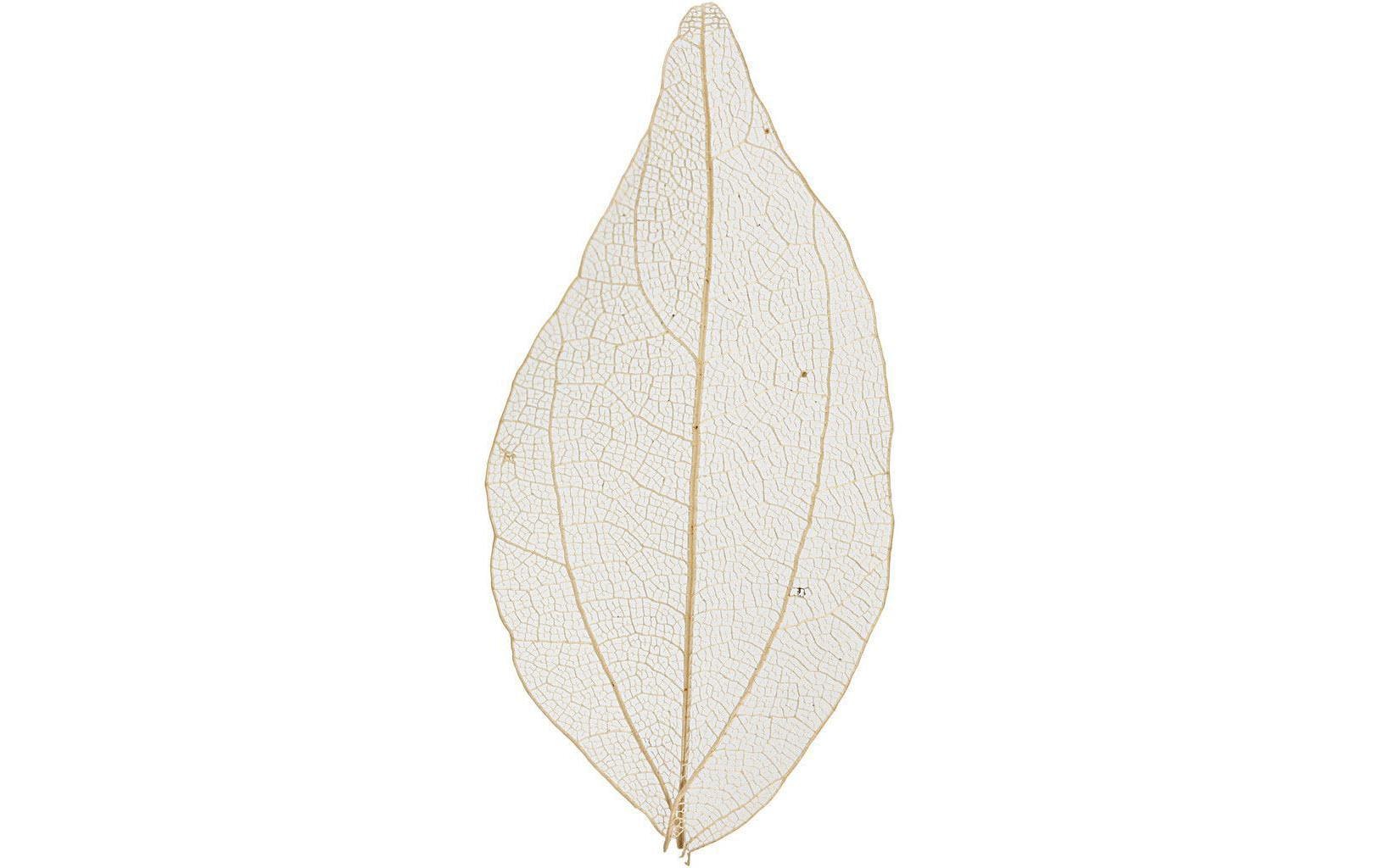 Creativ Company Laubblatt 20 Stück, nature getrocknet und gefärbt, ca 6 - 8 cm