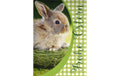 ABC Glückwunschkarte Frohe Ostern Mini-Format, 7 x 10 cm