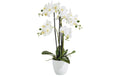 Botanic-Haus Phalenopsis Topf, 4 Rispen 67 cm, H: 14 cm, D: 15 cm, Polyester
