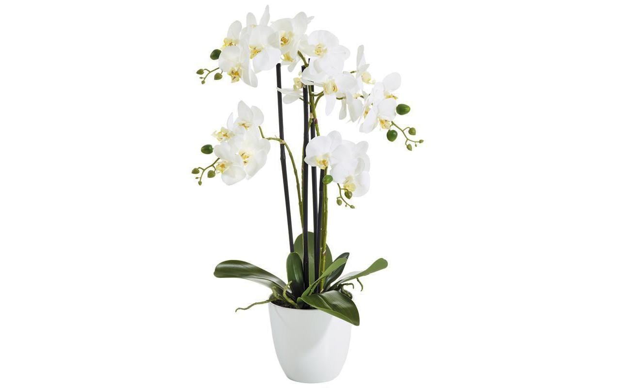 Botanic-Haus Phalenopsis Topf, 4 Rispen 67 cm, H: 14 cm, D: 15 cm, Polyester