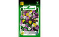 Hornveilchen Rapsody Mischung Viola Cornuta