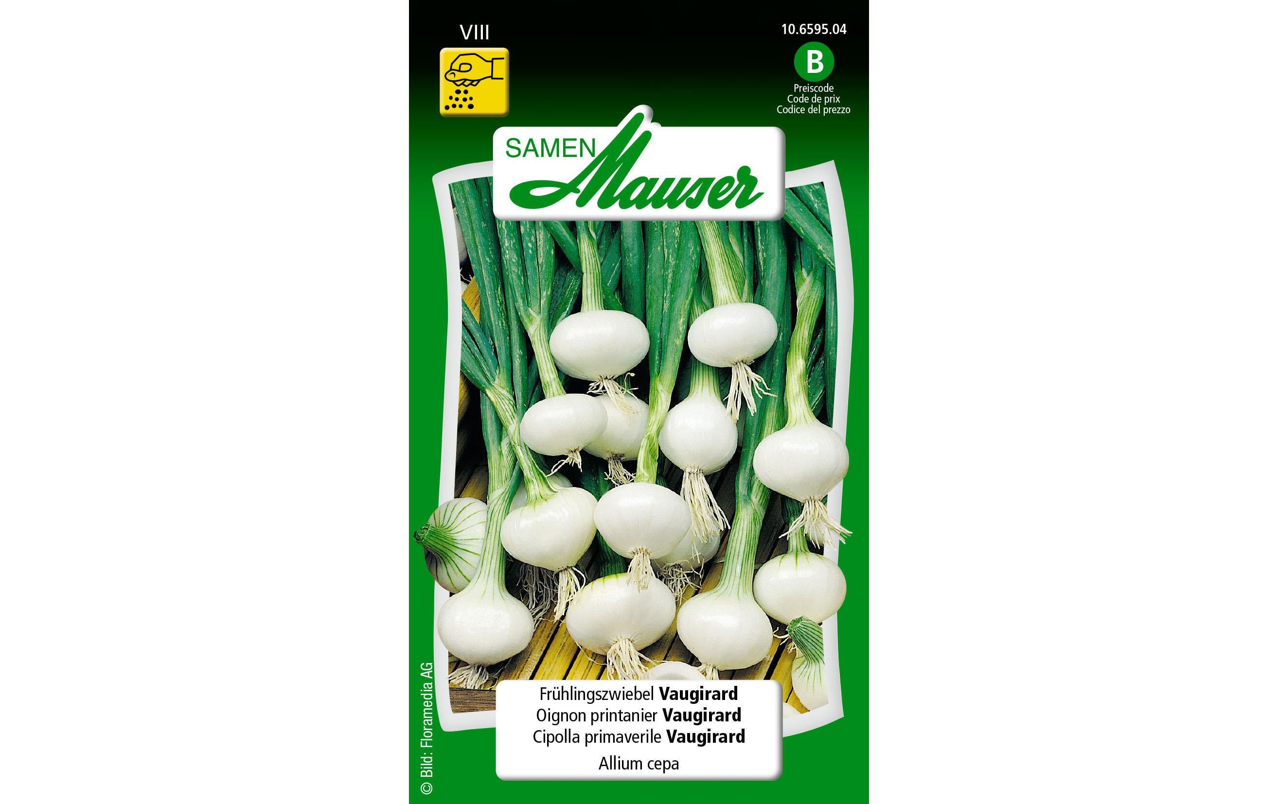 Frühlingszwiebel Vaugirard Allium cepa
