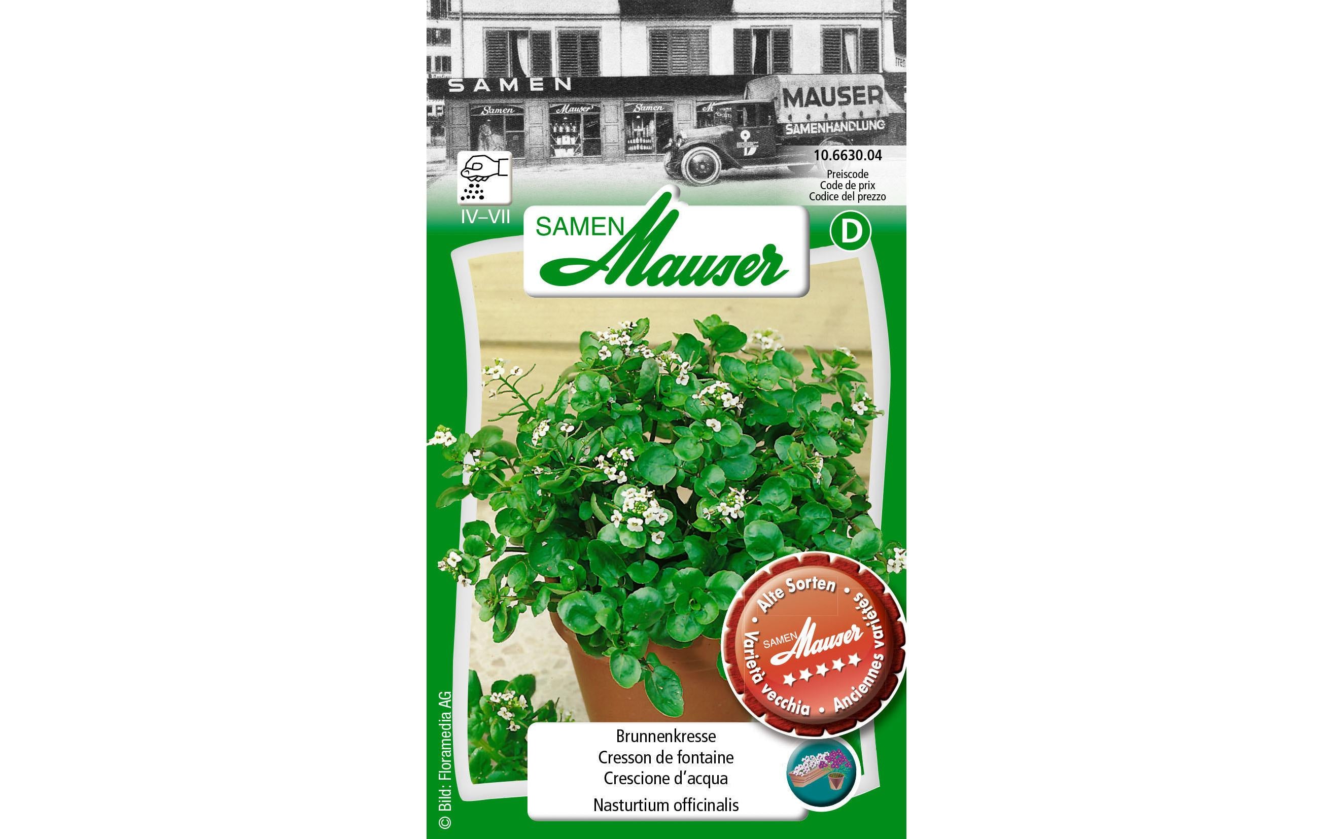 Brunnenkresse Nasturtium officinalis