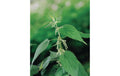 Brennessel Urtica dioica