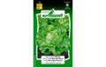 WinterKopfsalat Wunder Lactuca sativa var. Capitata