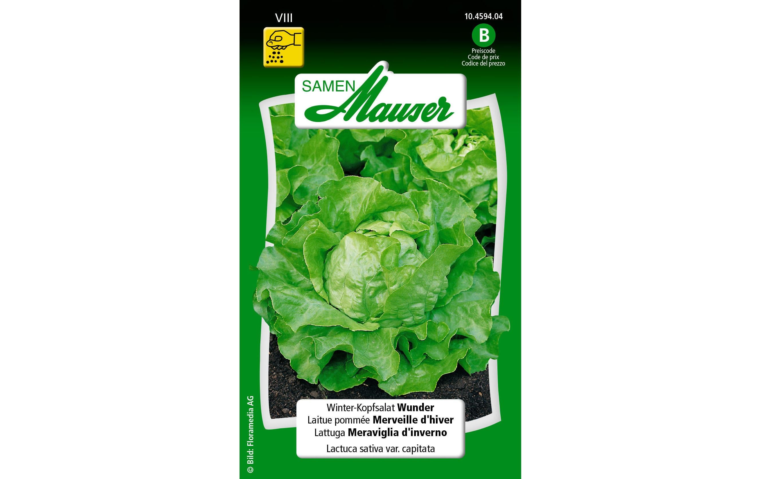 WinterKopfsalat Wunder Lactuca sativa var. Capitata