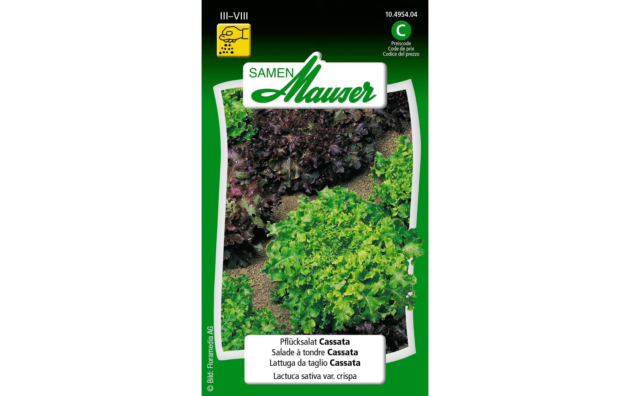 Pflücksalat Cassata Lactuca sativa var. Crispa