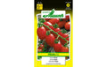 StabTomate Ravi Lypopersicon lycopersicum