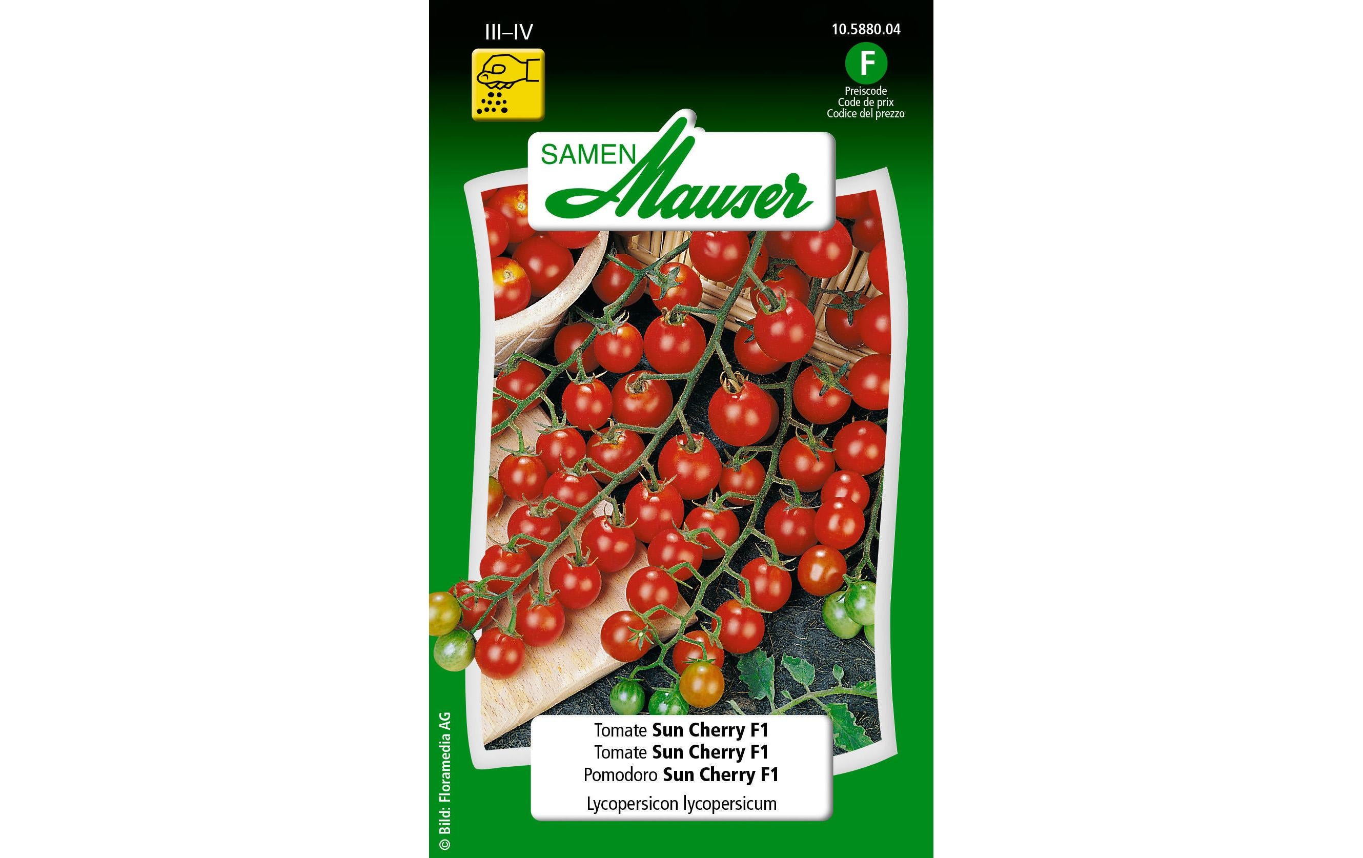 Tomate Sun Cherry F1 Lypopersicon lycopersicum