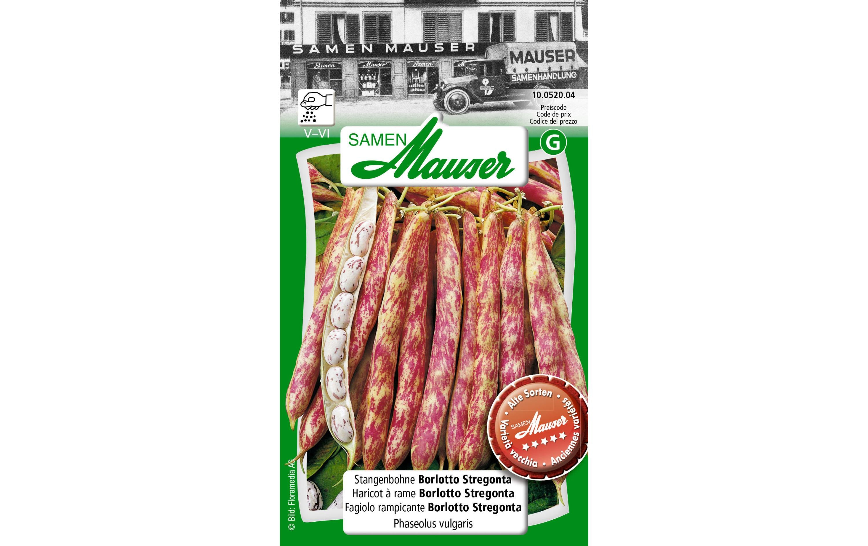 Stangenbohne Borlotti Stregonta Phaseolus vulgaris